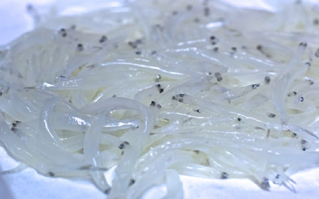 魚介は天然ものしか使いません